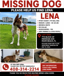Reunited Female Dog last seen 8th St, Miami Beach, FL 33139