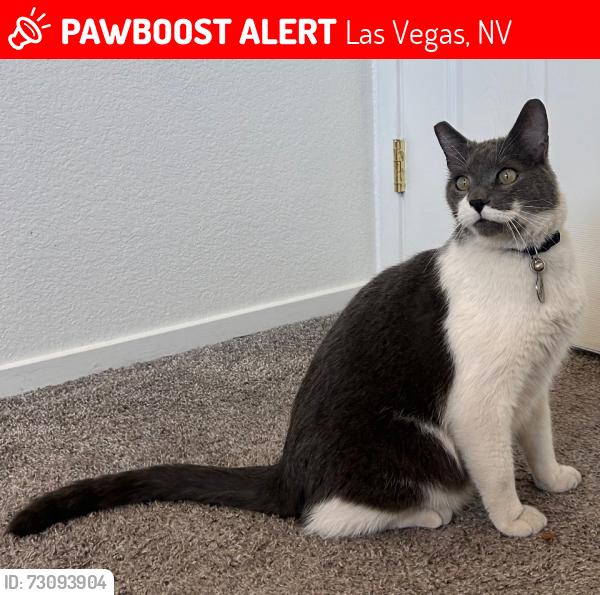 Lost Male Cat last seen Pistacho nut North Las Vegas, Las Vegas, NV 89115