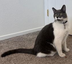 Lost Male Cat last seen Pistacho nut North Las Vegas, Las Vegas, NV 89115