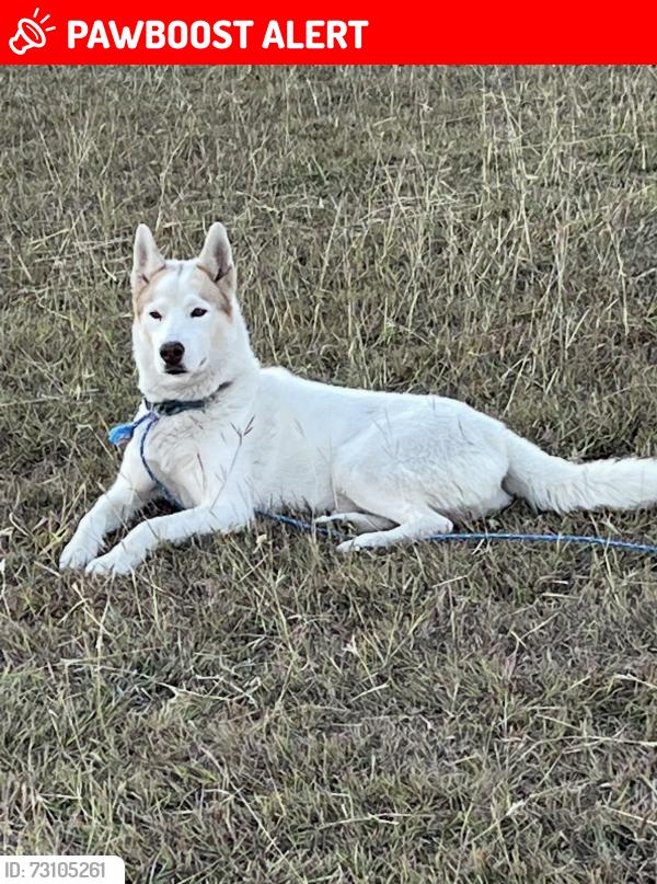 Lost Male Dog last seen County rd 428, Granger, TX 76530