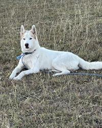 Lost Male Dog last seen County rd 428, Granger, TX 76530