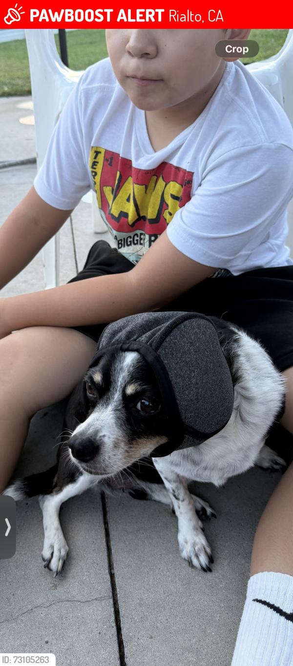 Lost Female Dog last seen Lilac, Rialto, CA 92376