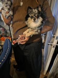 Reunited Female Dog last seen N. W 39TH Street, Fort Pierce, FL 34947