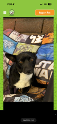 Reunited Male Dog last seen Fox, San Fernando, CA 91340