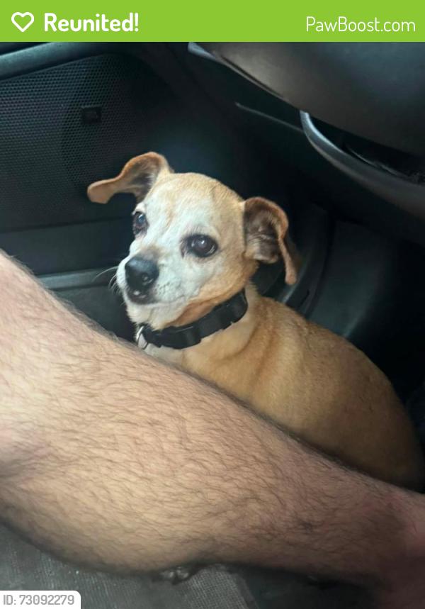 Reunited Male Dog last seen Treadway School Rd and Radio Rd, Leesburg, FL 34788