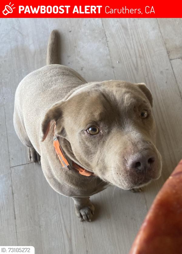 Lost Male Dog last seen Henderson rd and mountain view, Caruthers, CA 93609
