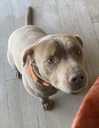 Lost Male Dog last seen Henderson rd and mountain view, Caruthers, CA 93609