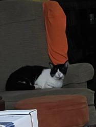 Reunited Male Cat last seen 18th Ave N, Plymouth, MN 55447