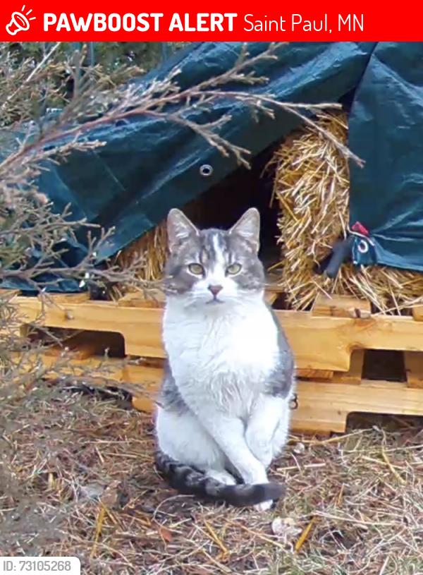Lost Male Cat last seen Hawthorne Ave and Payne Ave, St. Paul MN 55106, Saint Paul, MN 55106