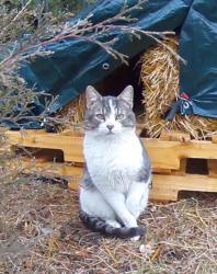 Lost Male Cat last seen Hawthorne Ave and Payne Ave, St. Paul MN 55106, Saint Paul, MN 55106