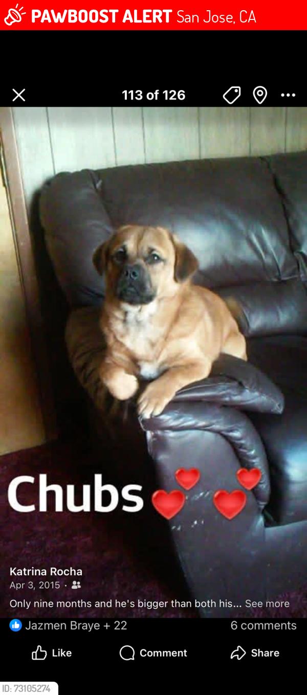 Lost Male Dog last seen Flintwell Way and Monterey Rd, San Jose, CA 95138