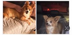 Reunited Male Dog last seen Hanns park, Vallejo, CA 94590