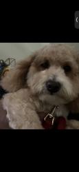 Lost Male Dog last seen Glades, Boca Raton, FL 33431