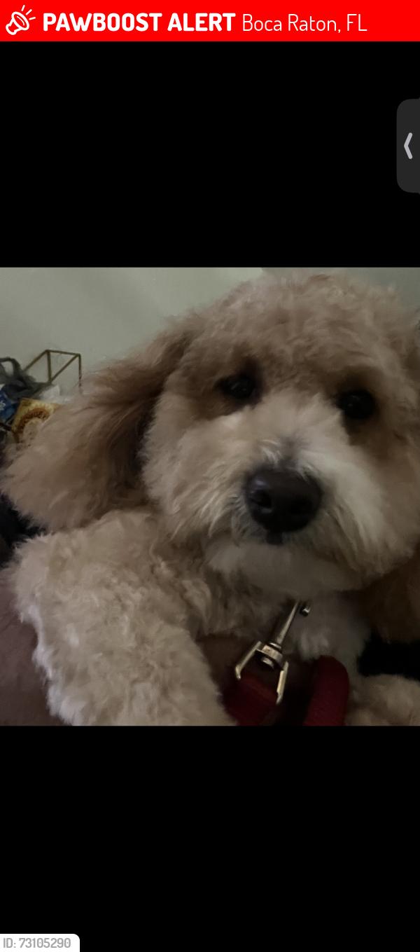 Lost Male Dog last seen Glades, Boca Raton, FL 33431