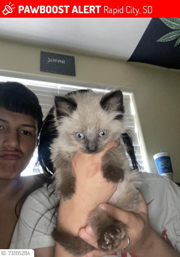 Lost Male Cat last seen Near Benjamin st, Rapid City, SD 57703