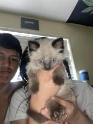 Lost Male Cat last seen Near Benjamin st, Rapid City, SD 57703