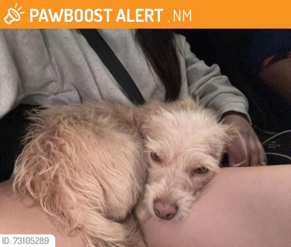 Found/Stray Male Dog last seen San jose and broadway near kramer fields, Albuquerque, NM 87102