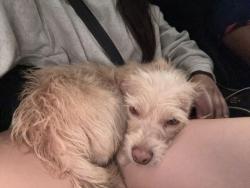 Found/Stray Male Dog last seen San jose and broadway near kramer fields, Albuquerque, NM 87102