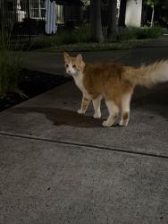 Reunited Male Cat last seen vintage park dr in churchill downs apts, Sacramento, CA 95829