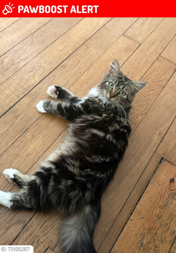Lost Female Cat last seen Manor Park Avenue, Princes Risborough , Buckinghamshire, England 