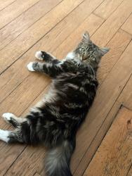 Lost Female Cat last seen Manor Park Avenue, Princes Risborough , Buckinghamshire, England 