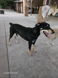 Found/Stray Female Dog last seen Palmetto ave, Fontana, CA 92336