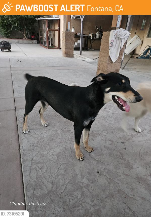 Found/Stray Female Dog last seen Palmetto ave, Fontana, CA 92336