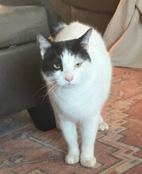 Reunited Male Cat last seen Doubs Court, and Adamstown Commons, Adamstown, MD 21710