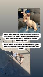 Reunited Female Dog last seen Near Glamis St, Pacoima, CA 91331, USA, Los Angeles, CA 91331