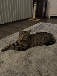 Lost Male Cat last seen Siskiyou Way, Modesto, CA 95350