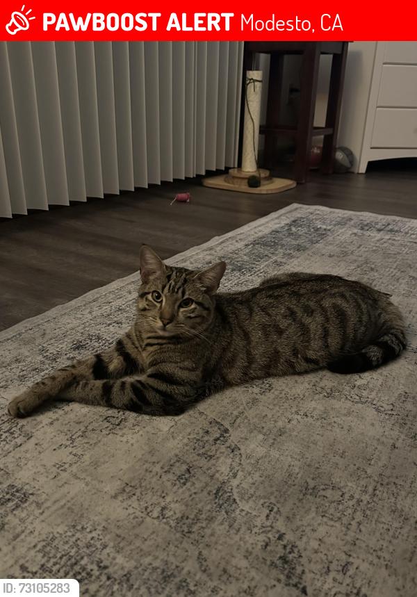 Lost Male Cat last seen Siskiyou Way, Modesto, CA 95350