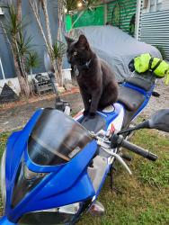 Lost Male Cat last seen Cnr of Hillgrove & Muller Rd Boondall , Boondall, QLD 4034