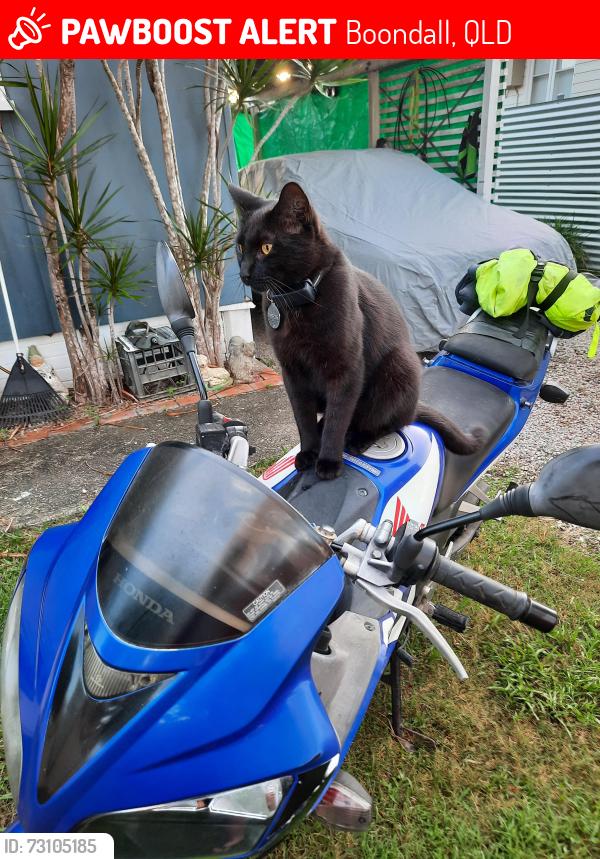 Lost Male Cat last seen Cnr of Hillgrove & Muller Rd Boondall , Boondall, QLD 4034