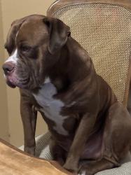 Lost Male Dog last seen Volente, Volente, TX 78641