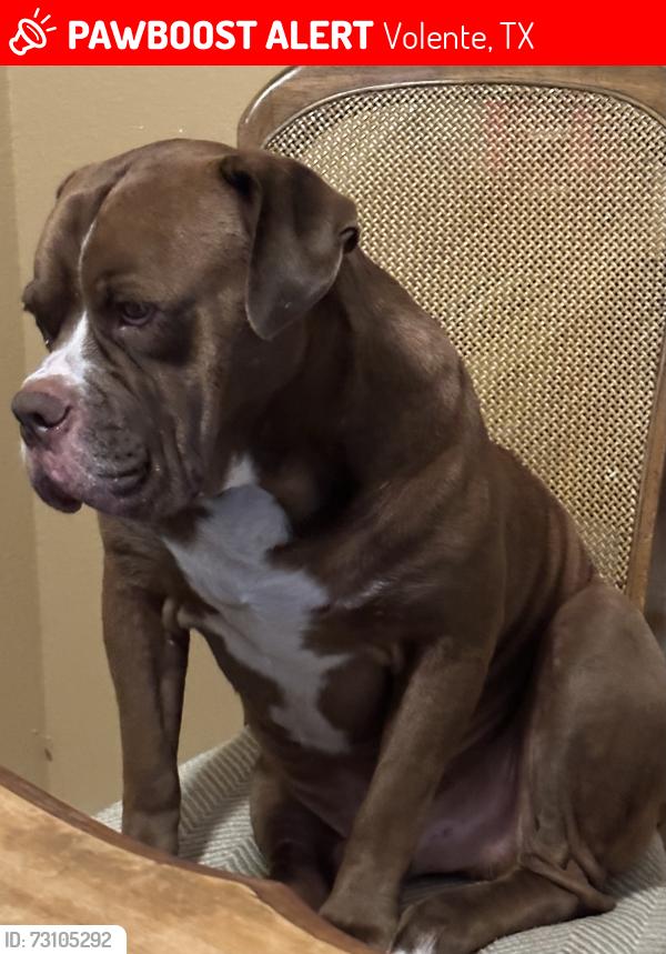 Lost Male Dog last seen Volente, Volente, TX 78641