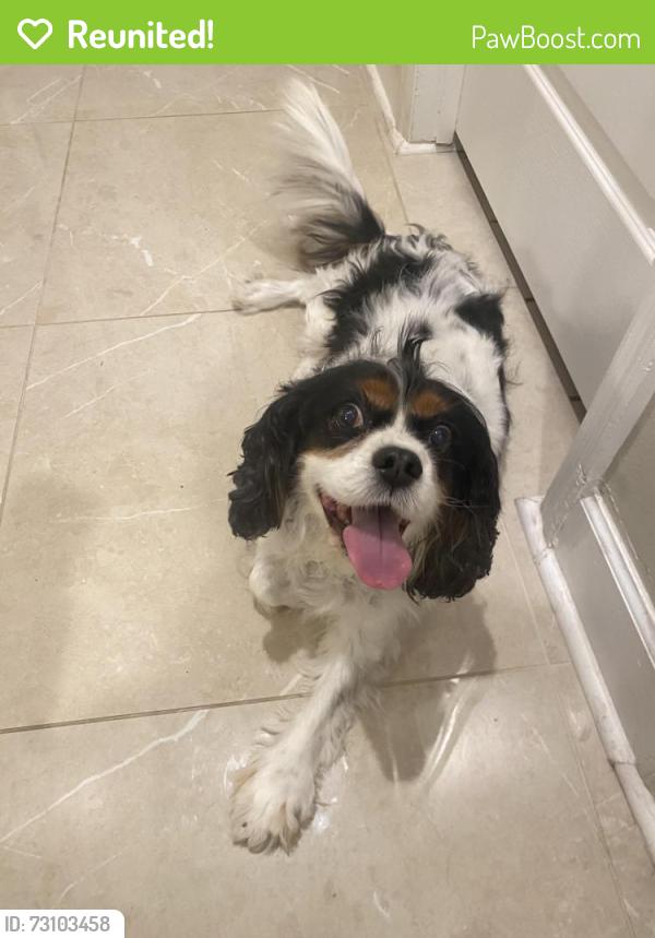 Reunited Male Dog last seen In the middle of Torey Pines Ter main road, Orlando, FL 32819