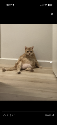 Lost Female Cat last seen Torrance and Henrietta, Torrance, CA 90503