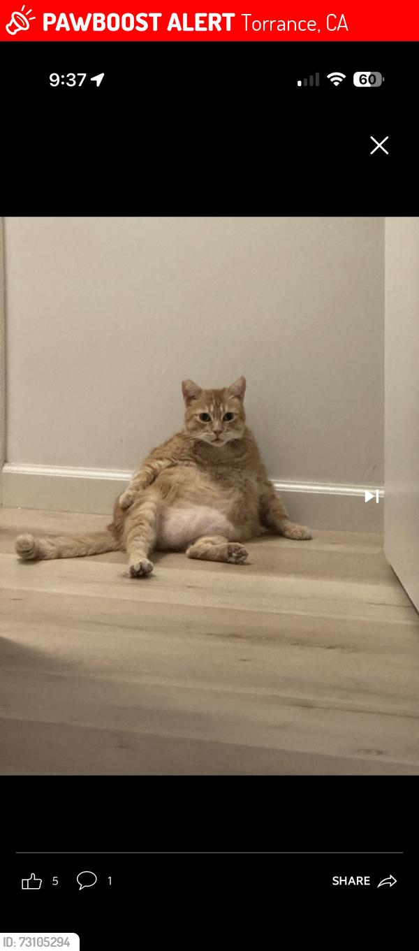 Lost Female Cat last seen Torrance and Henrietta, Torrance, CA 90503