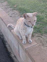 Found/Stray Unknown Cat last seen Near the office by the grassy area, Reedley, CA 93654