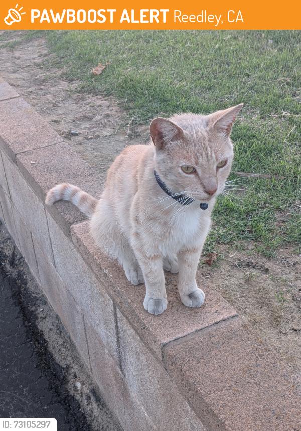 Found/Stray Unknown Cat last seen Near the office by the grassy area, Reedley, CA 93654