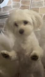 Lost Female Dog last seen Near Illinois Ave New Port Richey, FL 34653 United States, New Port Richey, FL 34653