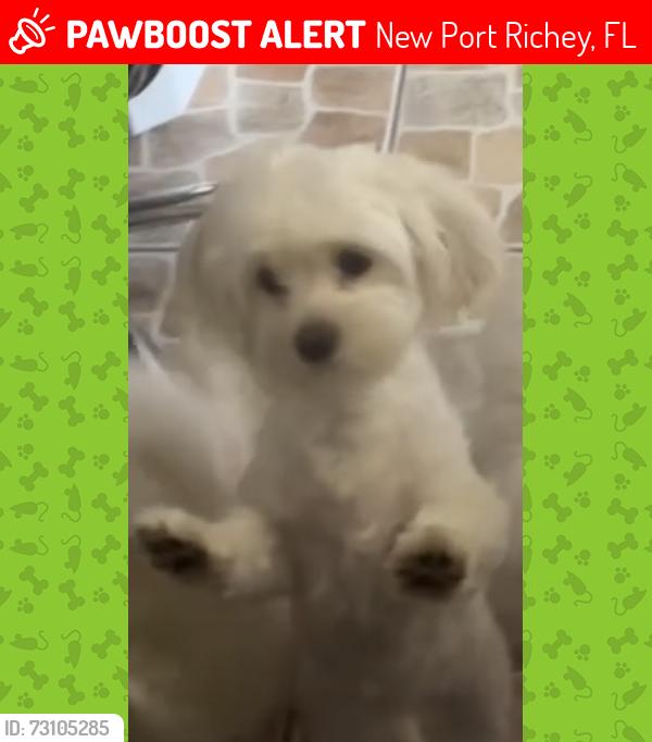 Lost Female Dog last seen Near Illinois Ave New Port Richey, FL 34653 United States, New Port Richey, FL 34653