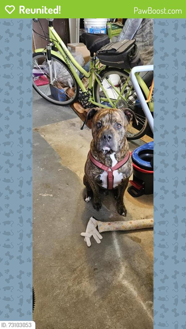 Reunited Male Dog last seen Carolina ave & Alabama ave, ormond Holly hill , Hilltop Haven, FL 32117