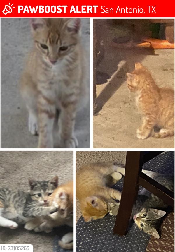 Lost Male Cat last seen US90, SW 410, Ray Ellison, San Antonio, TX 78242