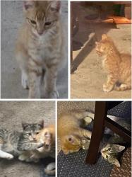 Lost Male Cat last seen US90, SW 410, Ray Ellison, San Antonio, TX 78242