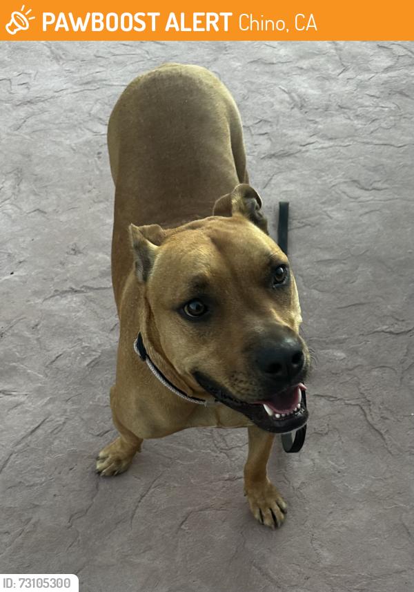 Found/Stray Female Dog last seen Roswell and Schaffer, Chino, CA, Chino, CA 91710