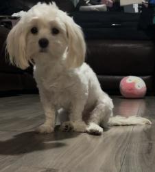 Reunited Female Dog last seen Last seen at my hse 6040 Illinois Ave New Port Richey, FL  34653 United States, New Port Richey, FL 34653