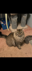 Lost Female Cat last seen Idylwood park, Redmond, WA 98052