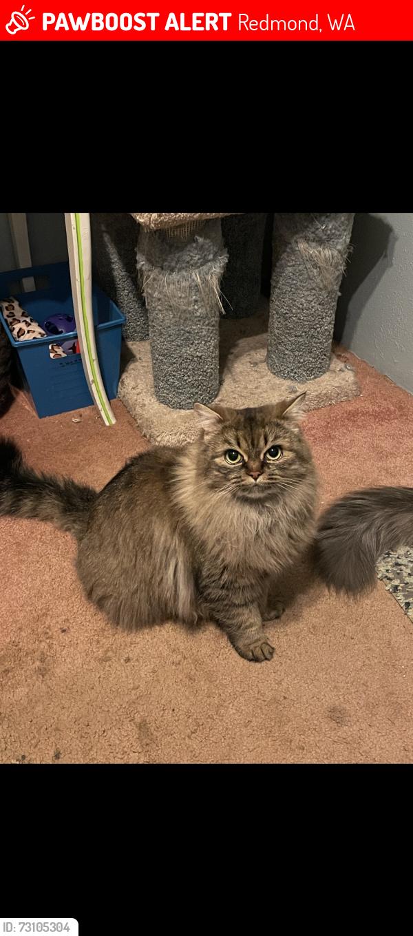 Lost Female Cat last seen Idylwood park, Redmond, WA 98052