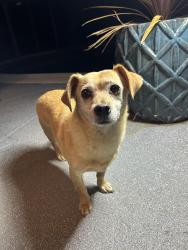 Reunited Male Dog last seen N Texas and State Street, Fairfield, CA 94533